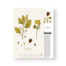 Lade das Bild in den Galerie-Viewer, Thorbeckes heimisches Obst Kalender 2027