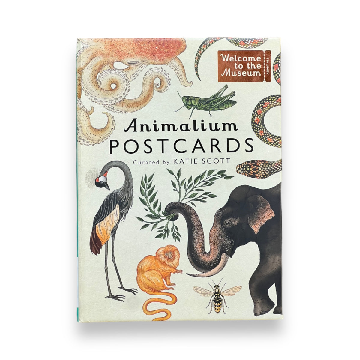 Animalium Postcards – postkartenladen