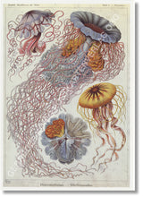 Lade das Bild in den Galerie-Viewer, Postkartenset - Bestseller ; Gebrüder König Postkartenverlag OHG