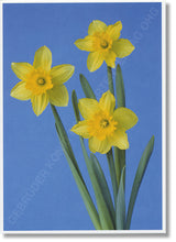 Lade das Bild in den Galerie-Viewer, Gebrüder König Postkartenverlag: Hans-Peter Feldmann - Blumen #14, 2007 (VG Bild-Kunst, Bonn, 2007; Best.Nr.: 438/05)