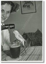 Lade das Bild in den Galerie-Viewer, Gebrüder Kölnig Postkartenverlag - Peter Kleu Wellensittich, Essen 1955