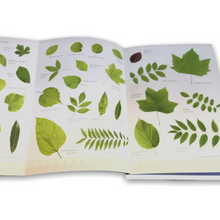 Lade das Bild in den Galerie-Viewer, Bäume am Blatt erkennen