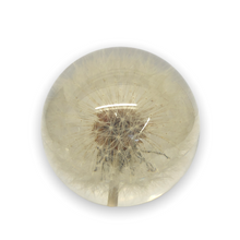 Lade das Bild in den Galerie-Viewer, Hafod Grange Briefbeschwerer Pusteblume