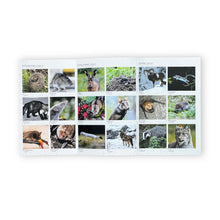 Lade das Bild in den Galerie-Viewer, Die siehst du - Die Tiere um dich herum