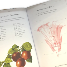 Lade das Bild in den Galerie-Viewer, Botanische Rätsel