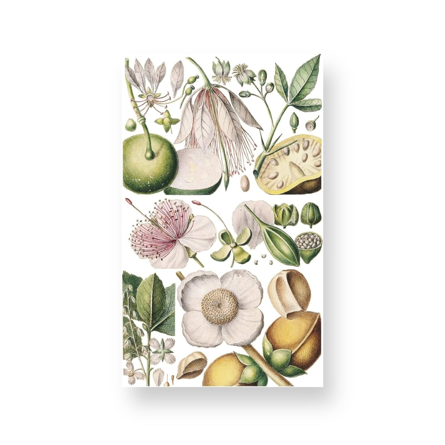 100 Flowers: One Hundred Postcards from the Royal Horticultural Societ –  postkartenladen