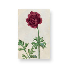 Lade das Bild in den Galerie-Viewer, 100 Flowers: One Hundred Postcards from the Royal Horticultural Society
