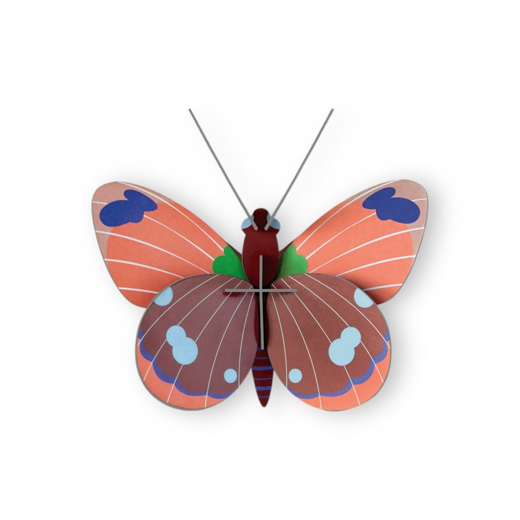 Delias Butterfly