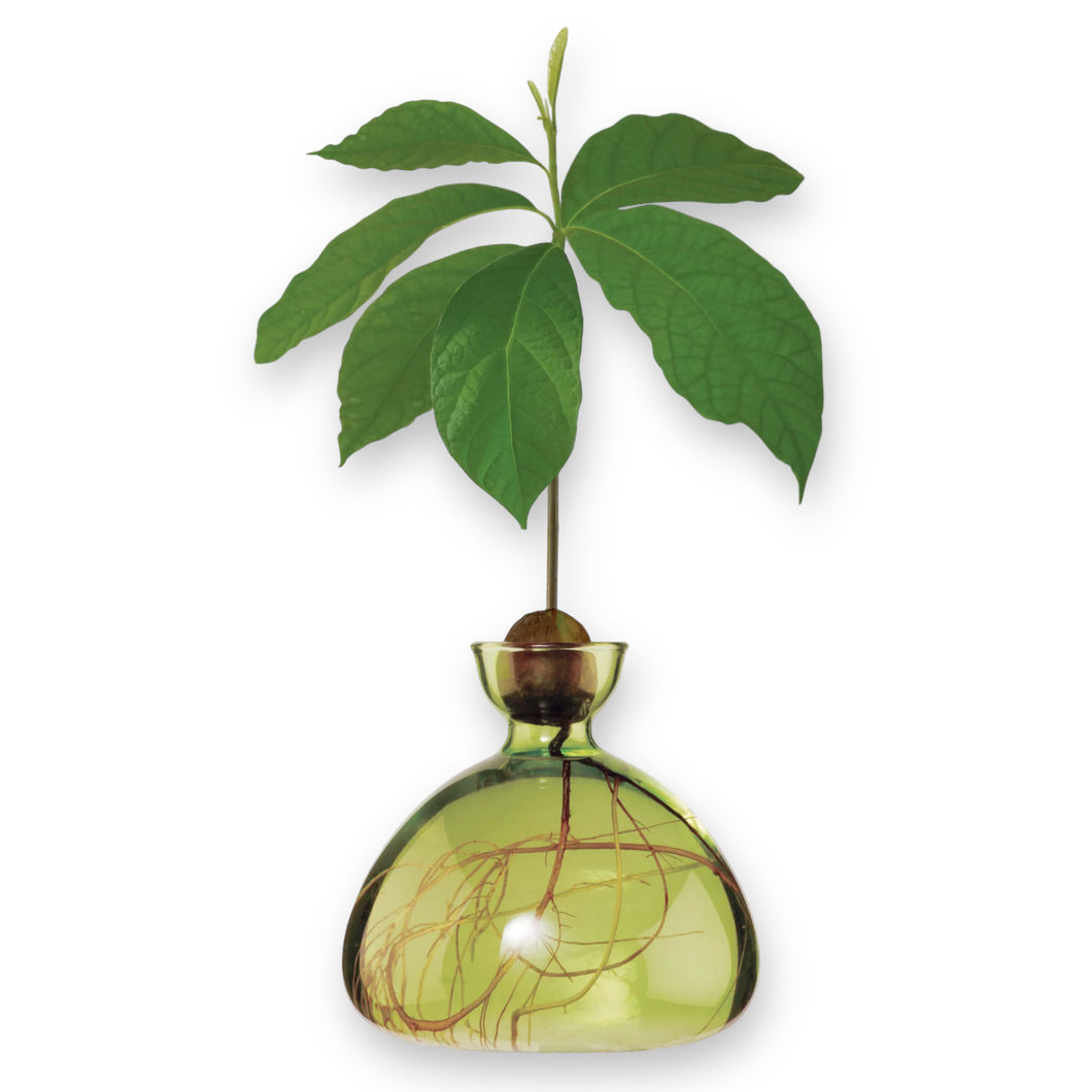 Avocado Vase Grass Green