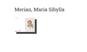 Postkarte von Merian, Maria Sibylla: Rose mit weiss und rot gesprenkelten Blütenblättern, 1673