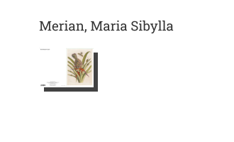 Postkarte von Merian, Maria Sibylla: Ananas mit südamerikanischen Kakerlaken, 1719